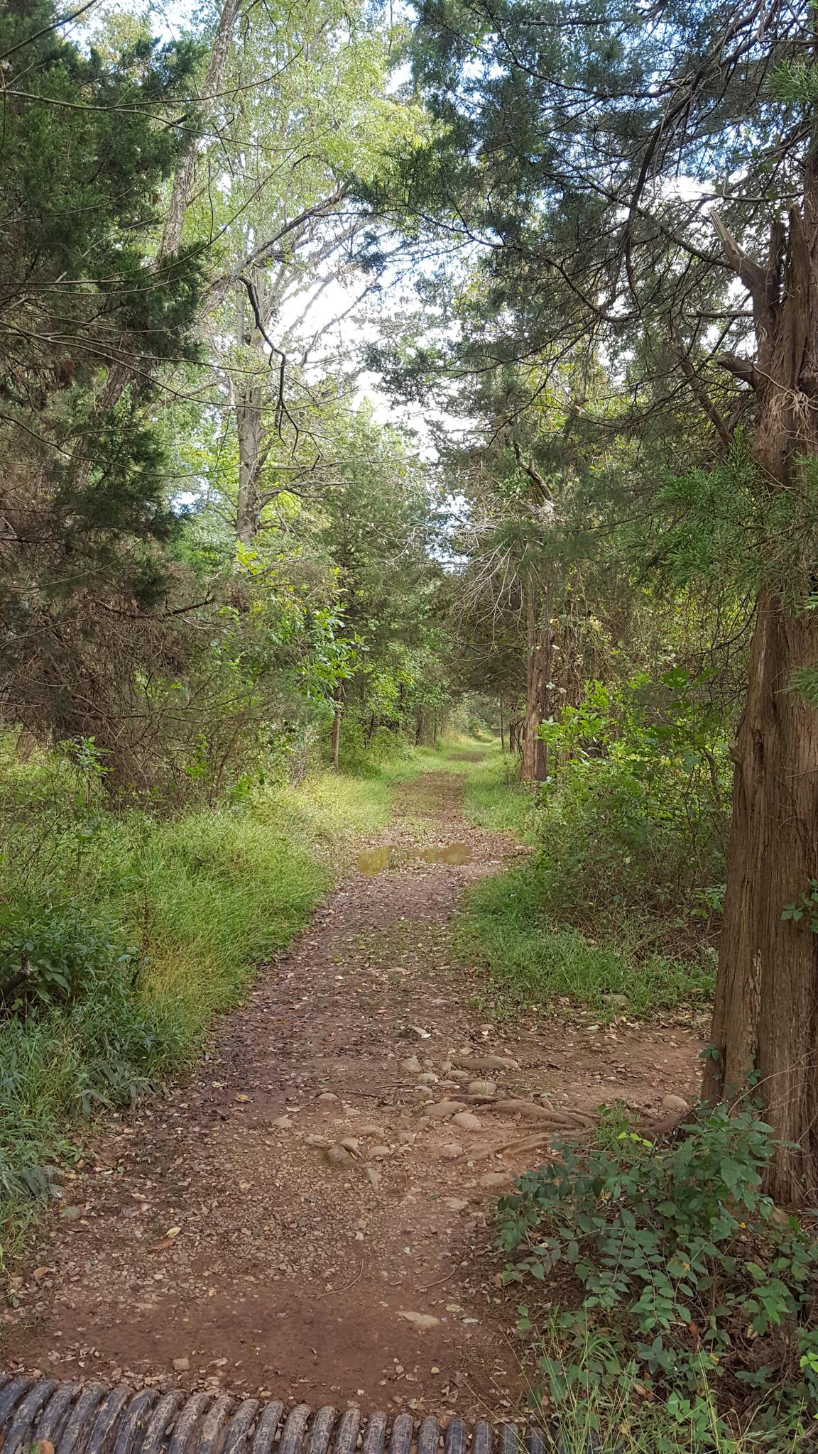 Narrow dirt path winding through a sunlit, dense green forest.