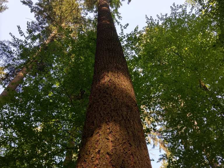 Höchster Baum Deutschlands Wanderungen und Rundwege komoot