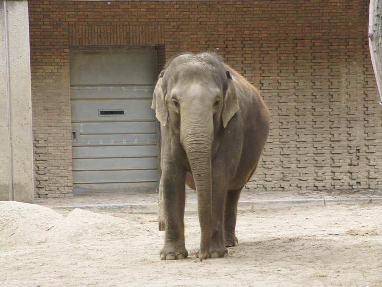 Neue Kirche Elefant Berliner Zoo Loop From Berlin Zoologischer