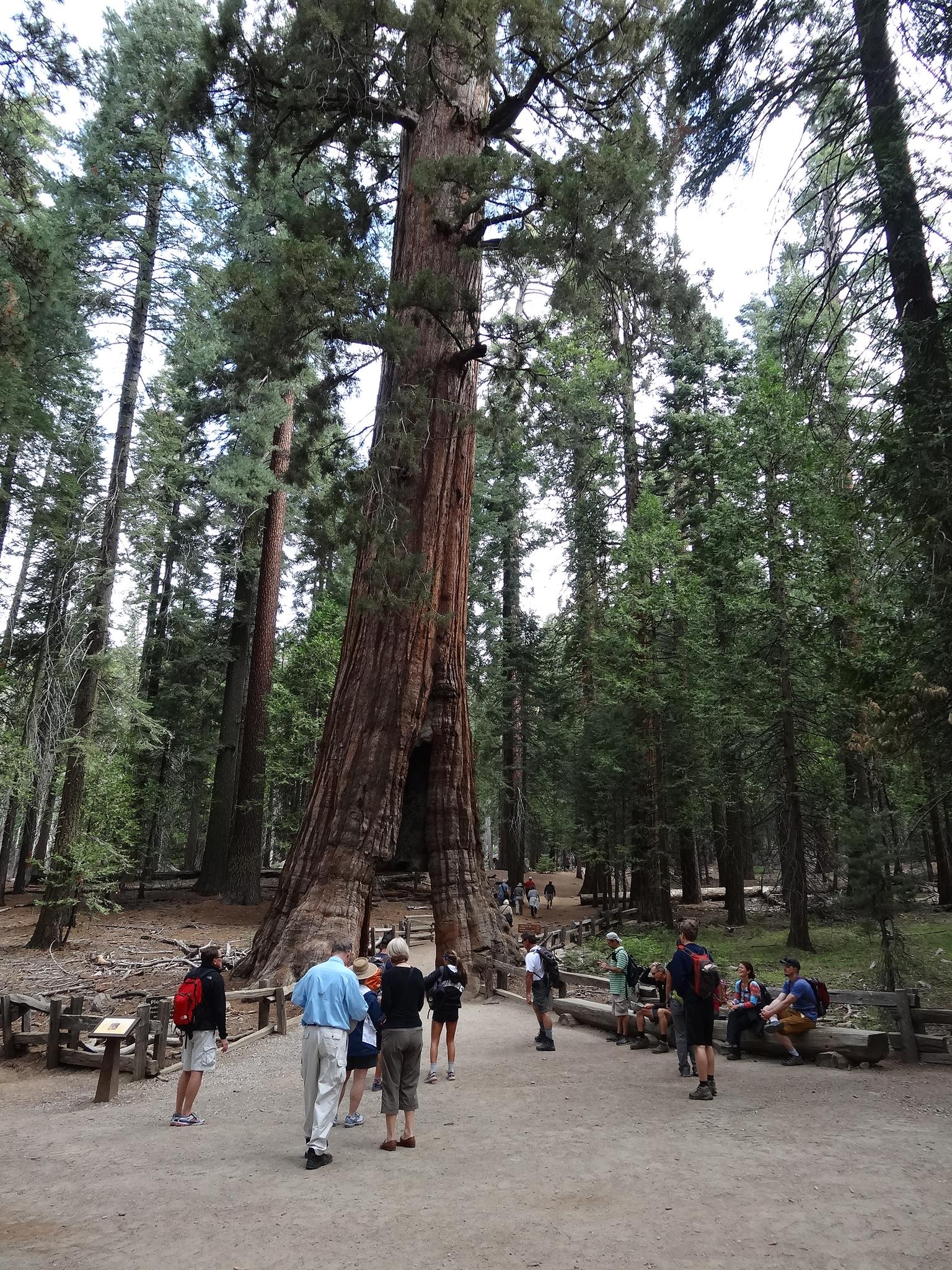 People gather around the base of a colossal tree with a large opening.