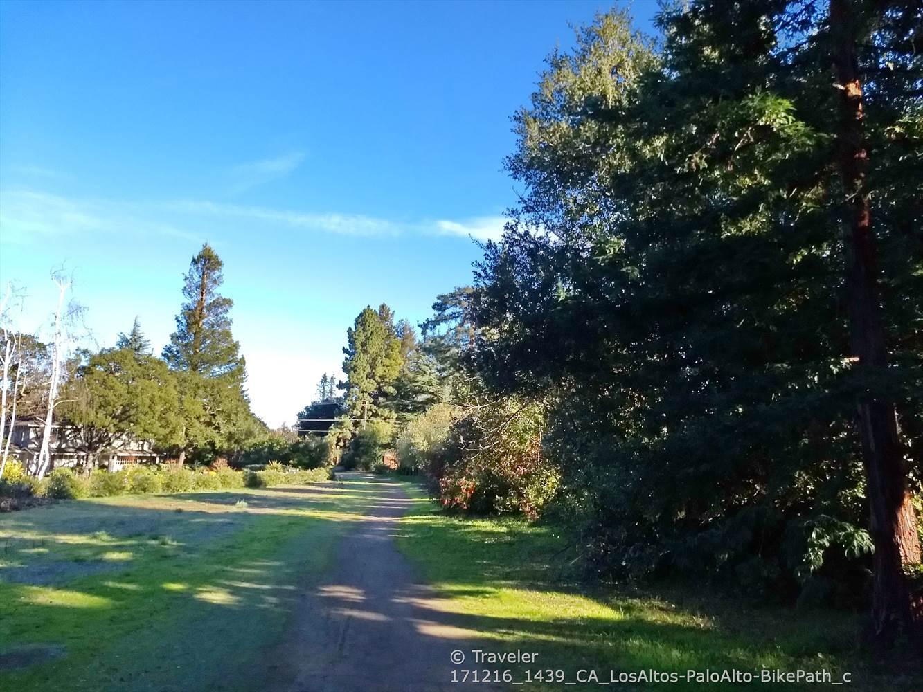 A sunny dirt path through a grassy field lined with tall trees.