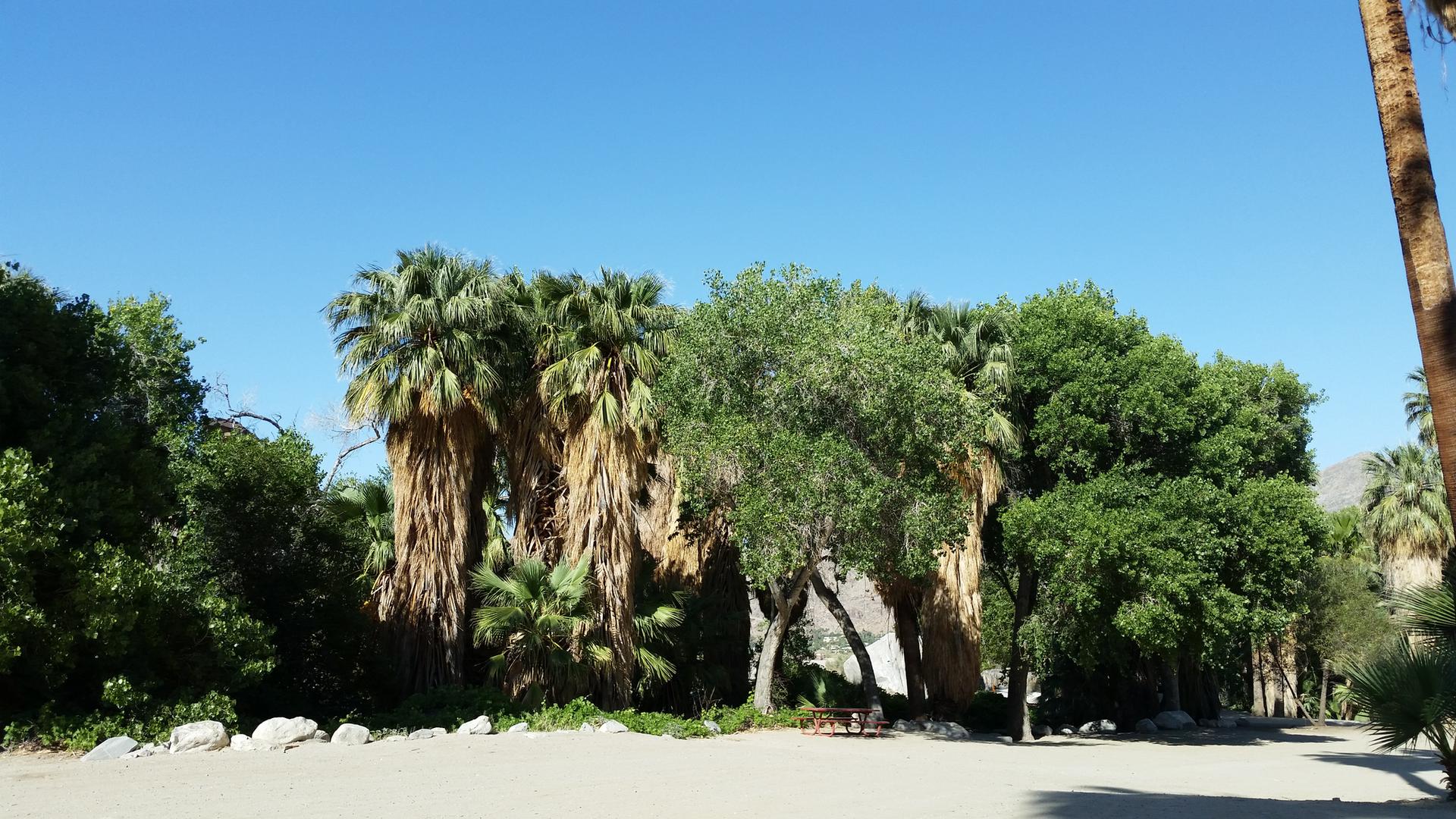 A dense grove of palm trees and green deciduous trees under a clear blue sky.