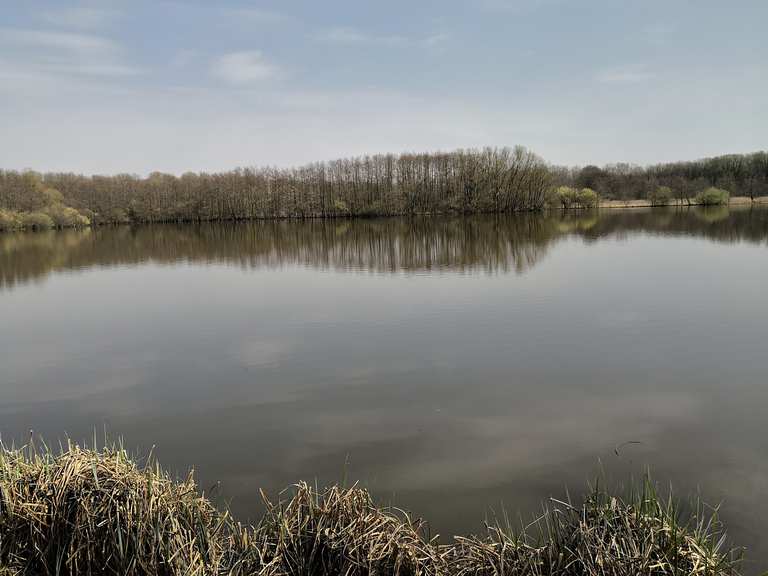 Leveringhäuser Vogelteich / NSG Leveringhäuser Teich (Waltrop