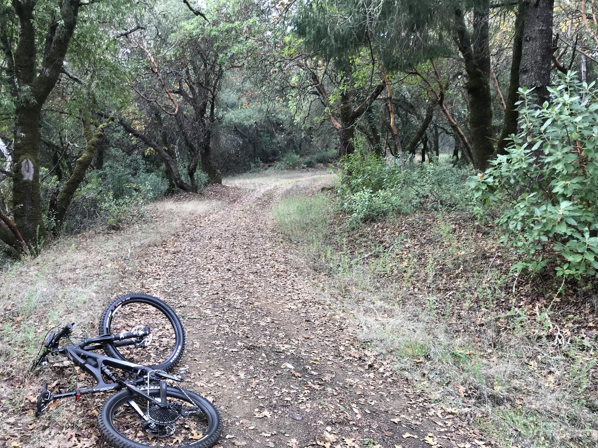 A black mountain bike lies on a leaf-covered dirt path in a green forest.