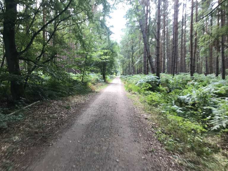 Radweg durch Darßer Urwald Born am Darß, Vorpommern