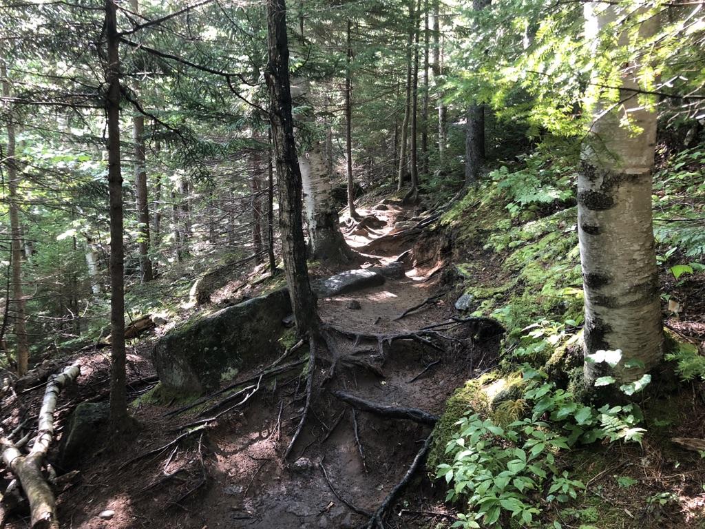 Sunlit forest trail with exposed roots, rocks, and lush green undergrowth.
