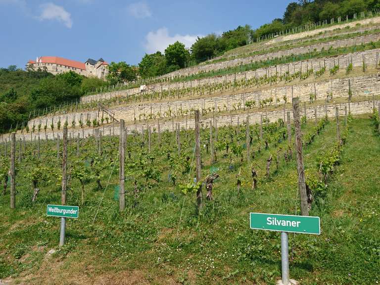 Weingut Schulze am Herzoglichen Weinberg: Wanderungen und Rundwege | komoot