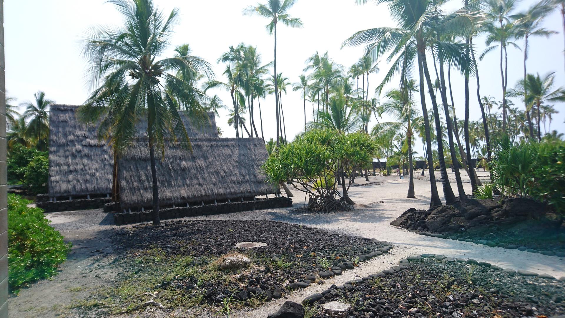 Thatched-roof huts among palm trees on a sunny day.