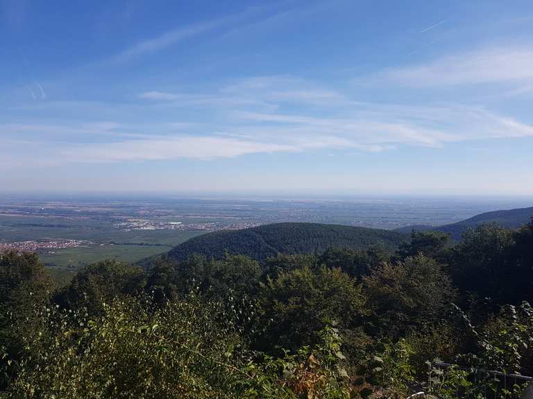 Kalmit Rennradfahren und Rennradtouren komoot