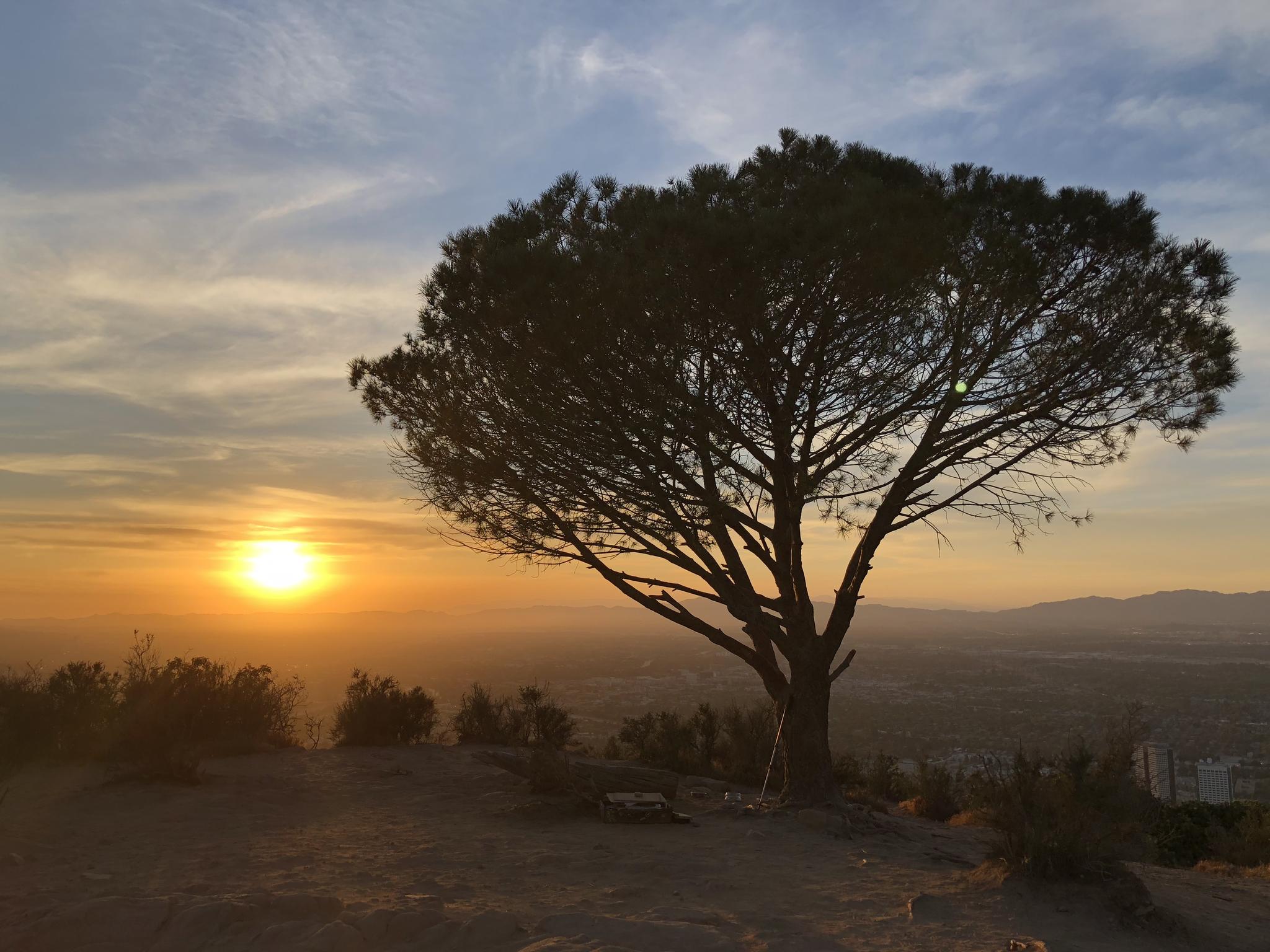Silhouette of a large tree on a hill against a vibrant sunset sky.