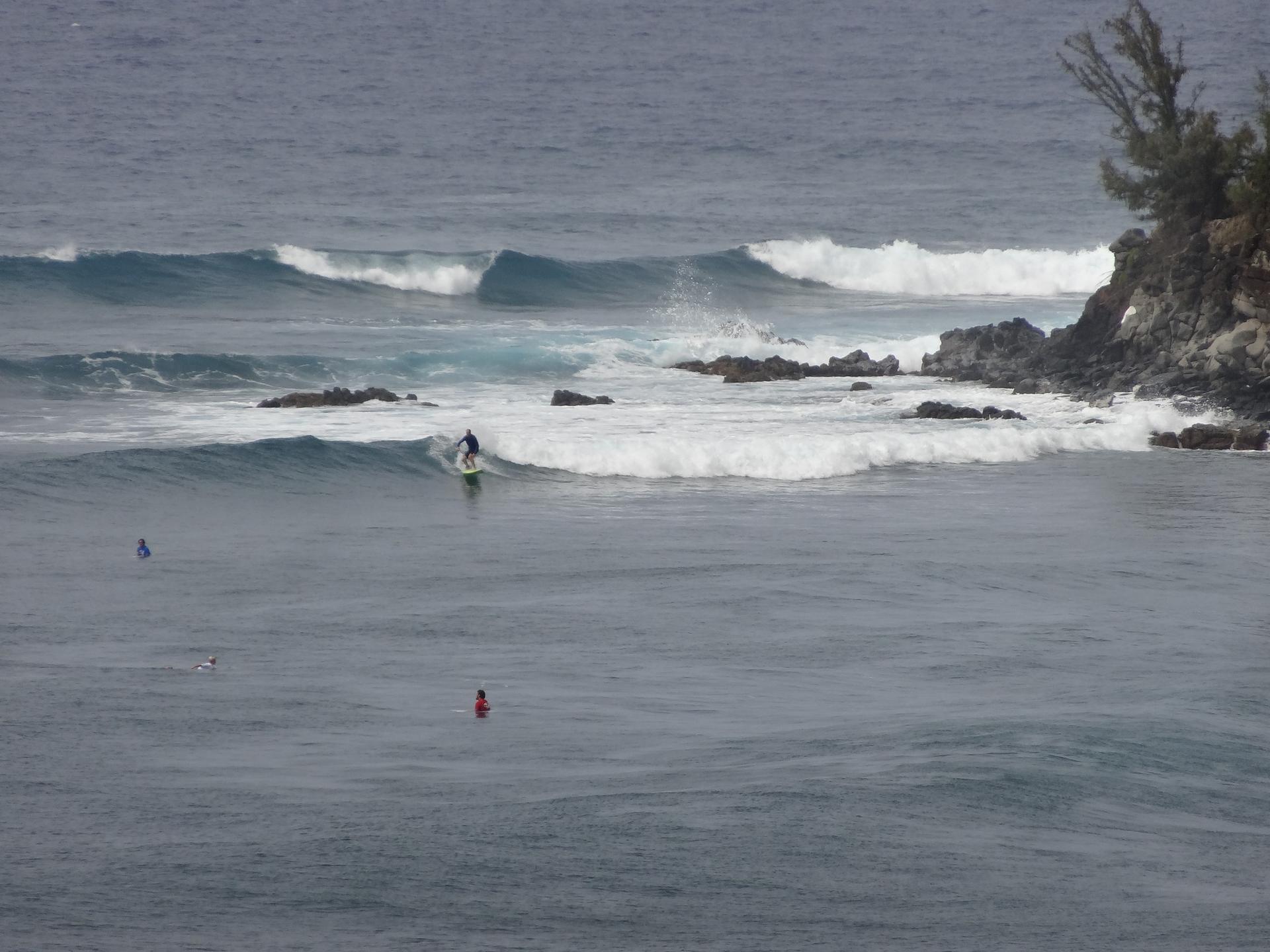 A surfer rides a wave in a grey ocean near a rocky, tree-lined shore.
