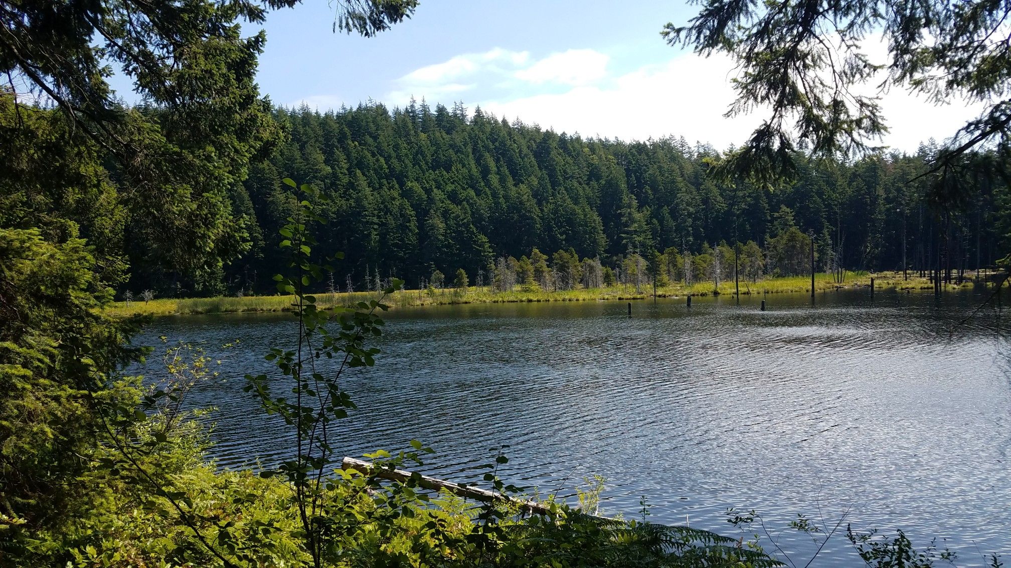 Serene lake surrounded by dense green forest under a partly cloudy sky. - Cranberry Lake Park loop trail run