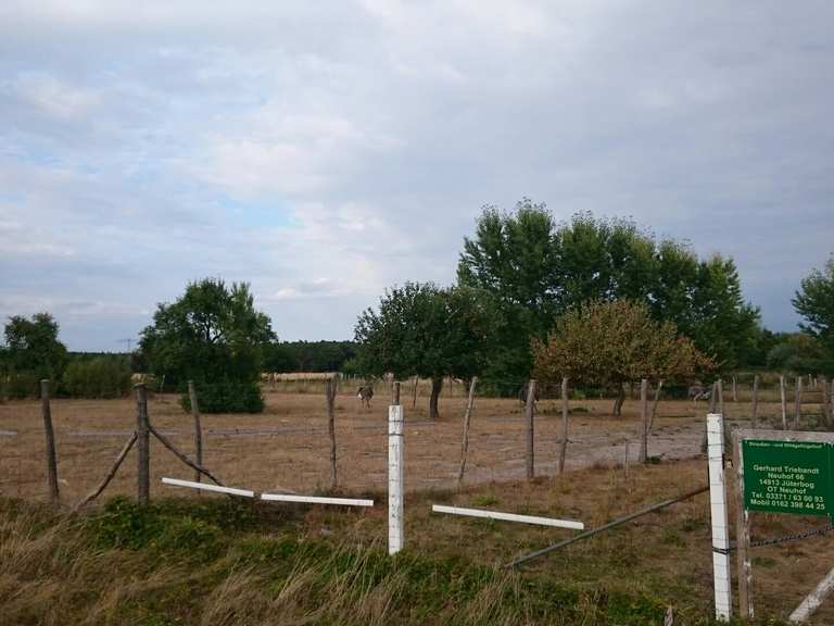 Straußenfarm Neuhof Jüterbog, TeltowFläming Radtouren