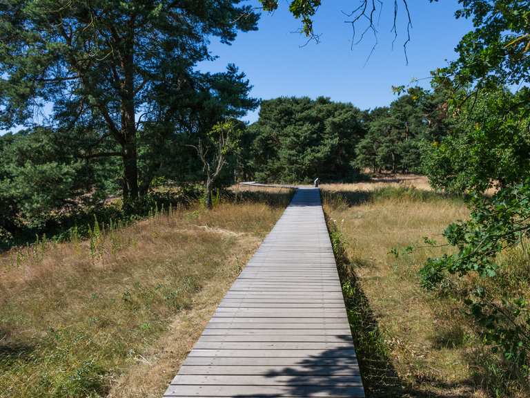 Schwanheimer Düne: Wanderungen und Rundwege | komoot