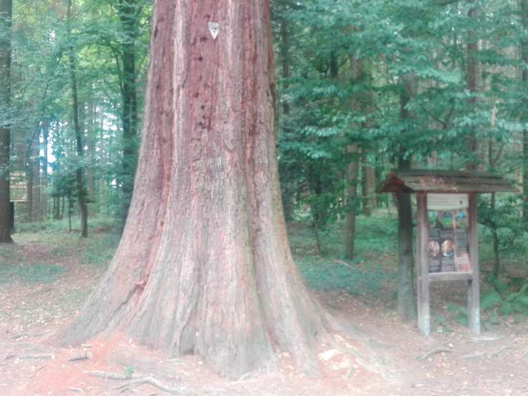 Mammutbäume - Baden-Württemberg, Deutschland | Wandertipps & Fotos | Komoot