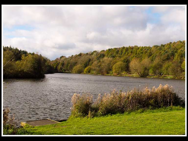 Vicar Water Great Section on forest track Loop from Kings Clipstone
