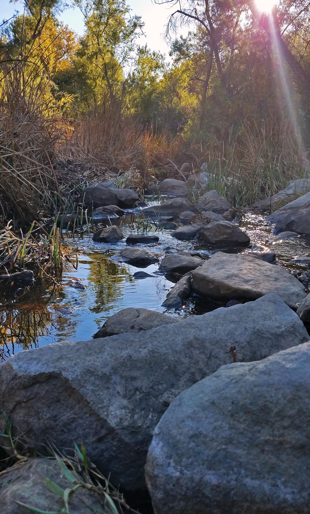 Sunlight flares over a rocky stream flowing through green and brown foliage.