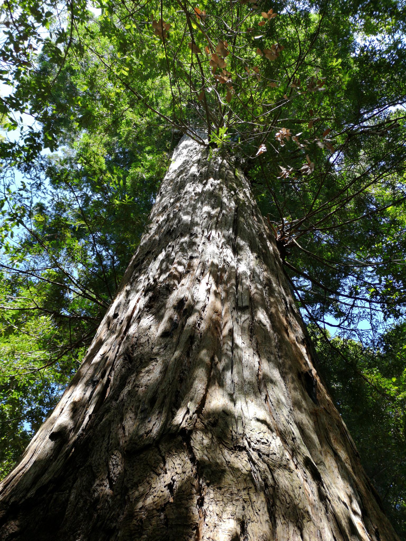 Looking up a tall, textured tree trunk into a bright green canopy.