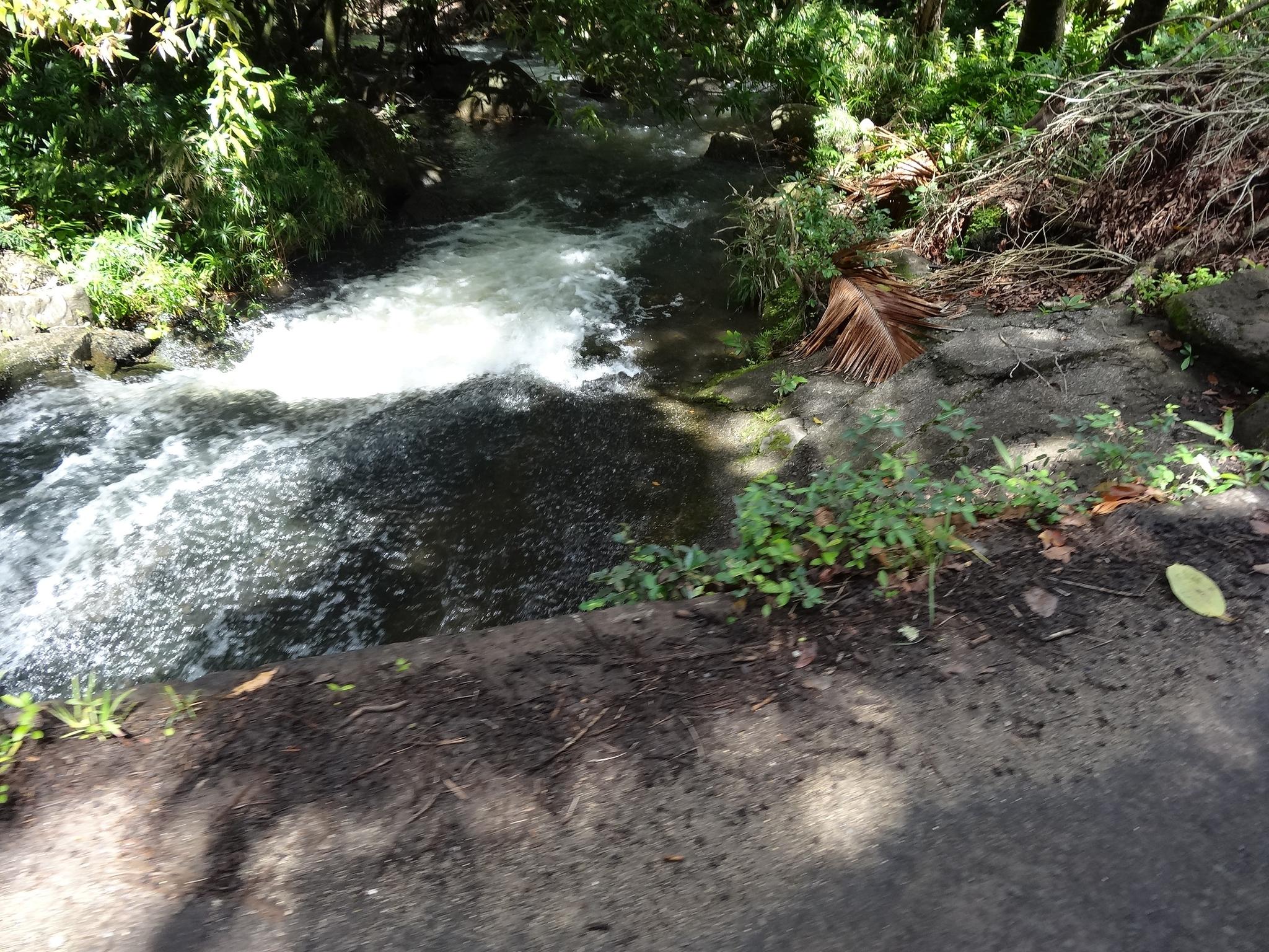 Rushing stream with white rapids flowing through lush green foliage in dappled sunlight.