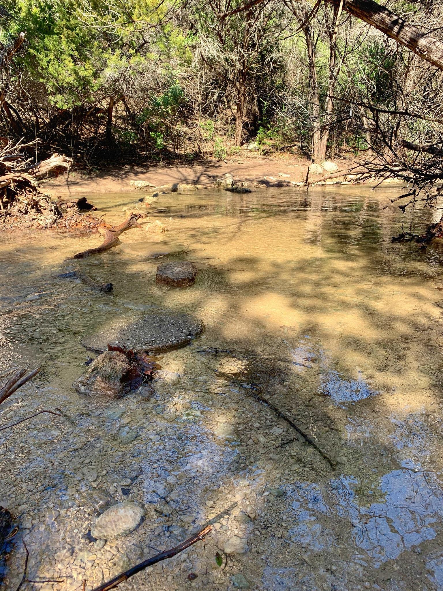 Shallow, muddy stream with stepping stones in a sunny wooded area.