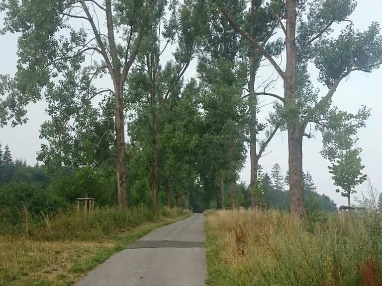 fahrrad pappelallee