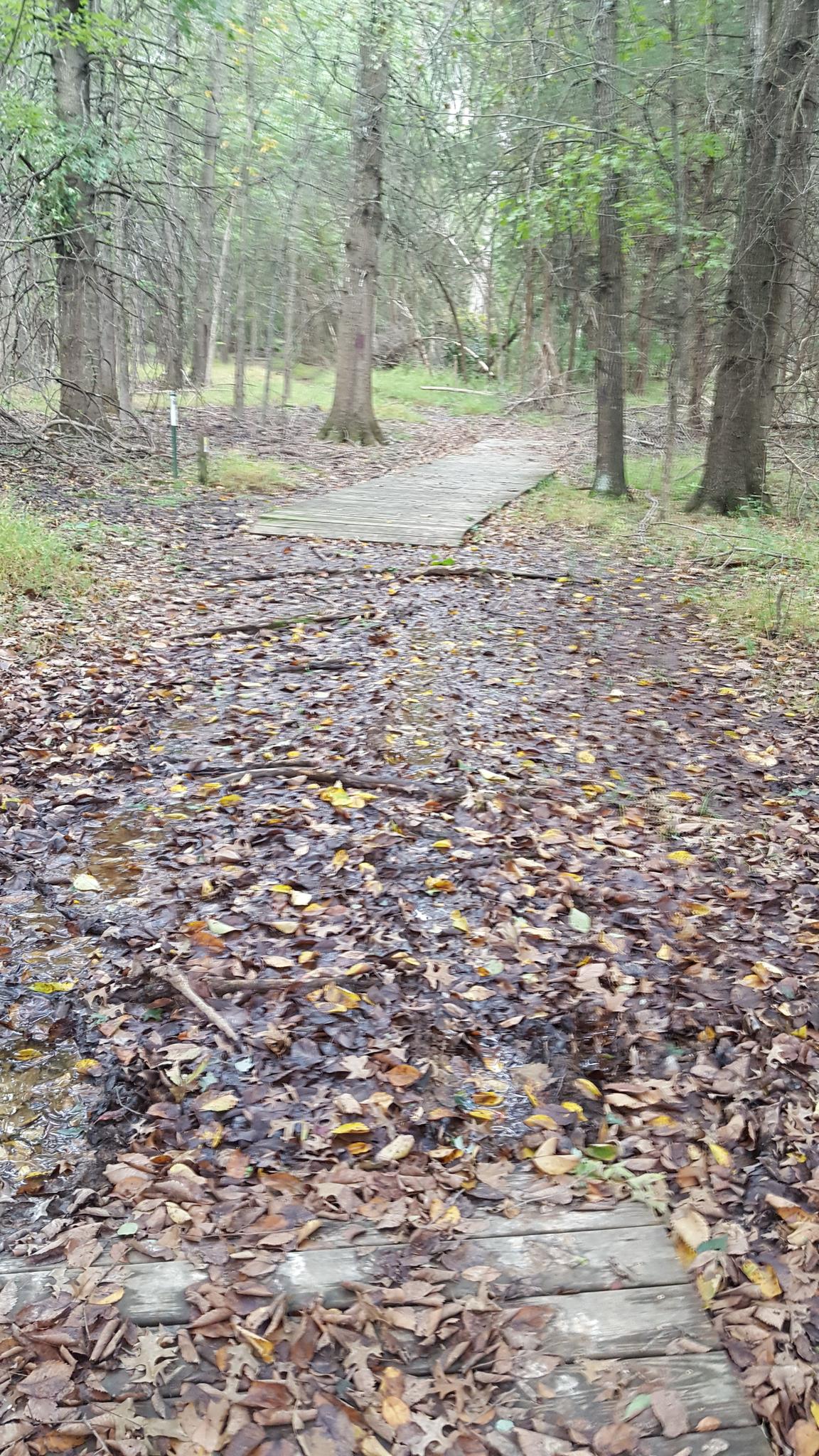 Leaf-covered forest path with wooden planks through dense, dim woods.