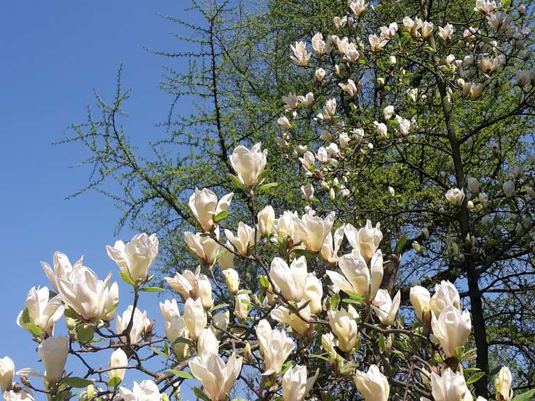 Botanischer Garten Bielefeld Detmold District North Rhine