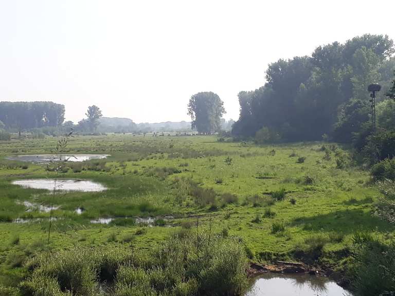Allee Naturschutzgebiet Lippeaue Runde von Lippstadt Fahrradtour