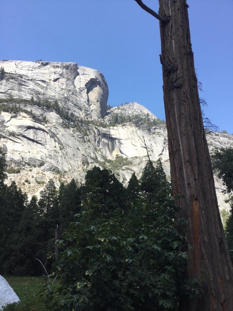 Massive granite dome rises above green trees, with a large tree trunk in foreground.