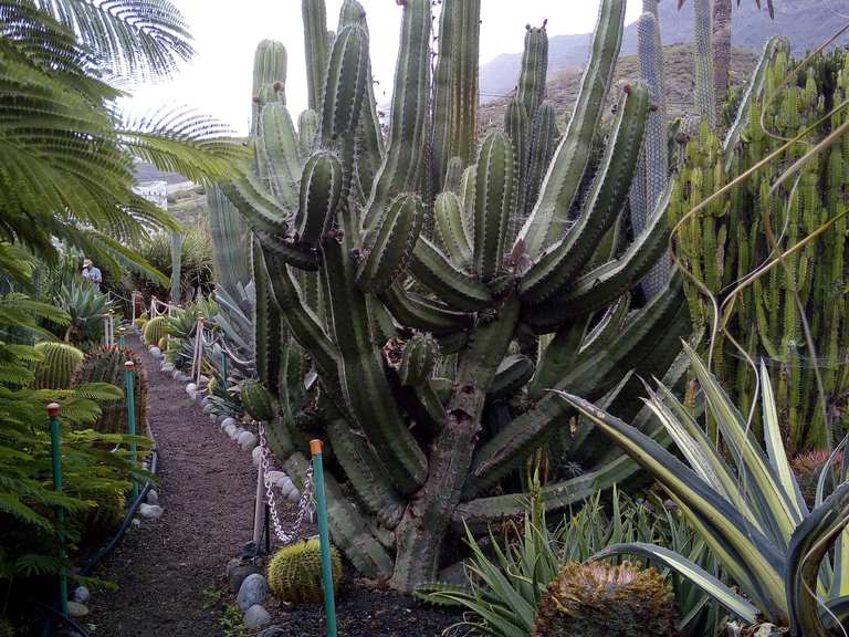 kaktus cereus Cereus peruvianus Twisted