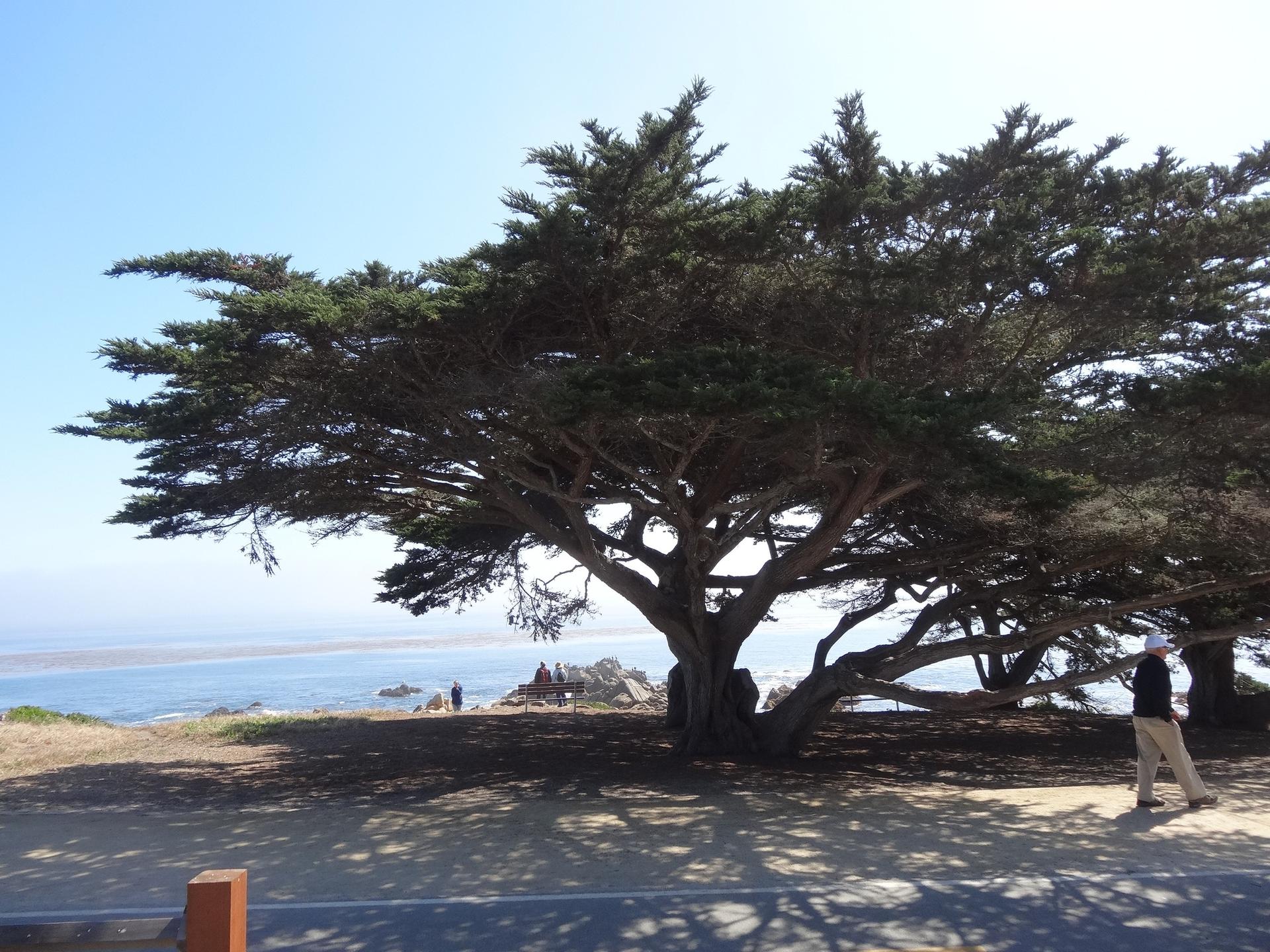 Large, shady tree overlooking the ocean, with a person walking nearby.