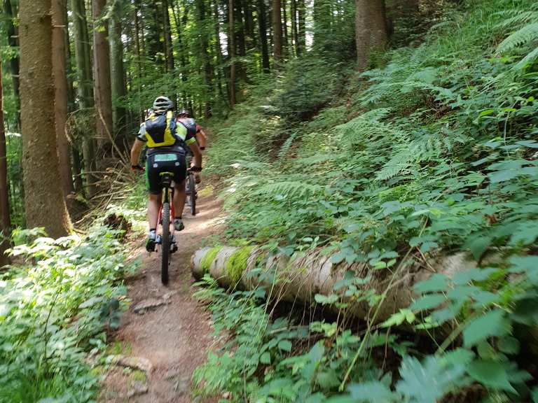 Kandelhöhenweg: Mountainbike-Touren | komoot