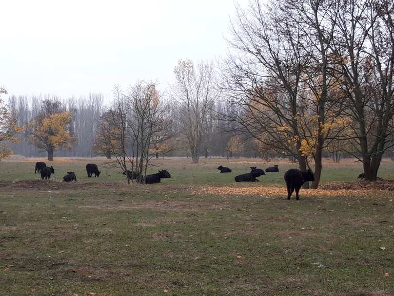 Karower Teiche Routes for Walking and Hiking Komoot