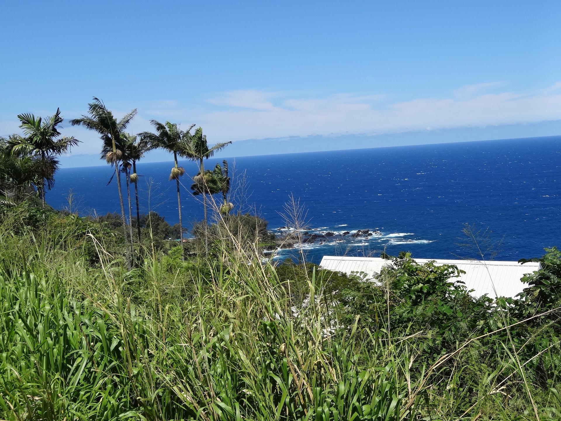 Panoramic ocean view from a grassy hill with palm trees on a sunny day.