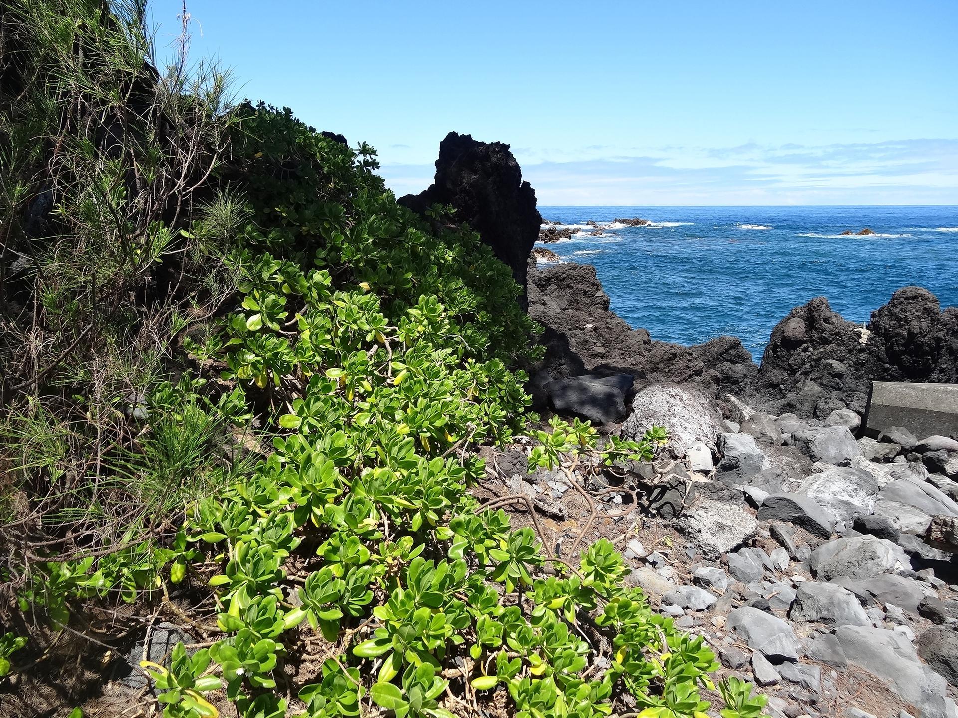 Bright sunny day on a rocky coast with green plants and blue ocean.