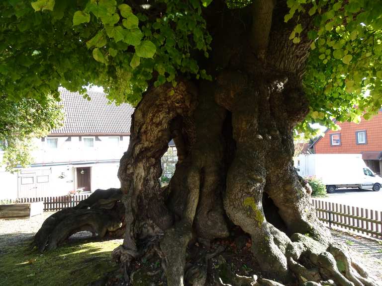 1000 Jährige Linde von Upstedt. Radtouren und Radwege komoot