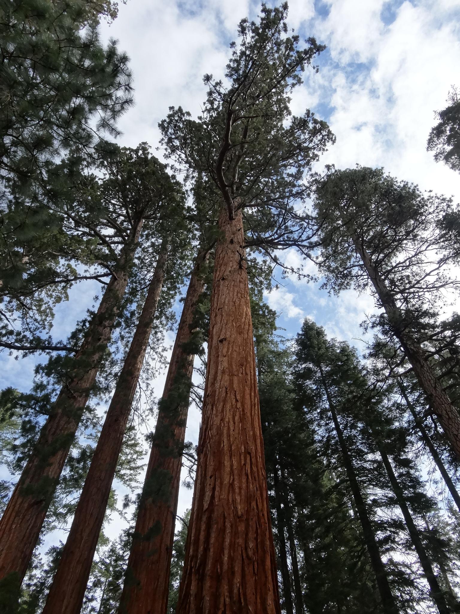 Looking up at towering redwood trees against a partly cloudy sky.