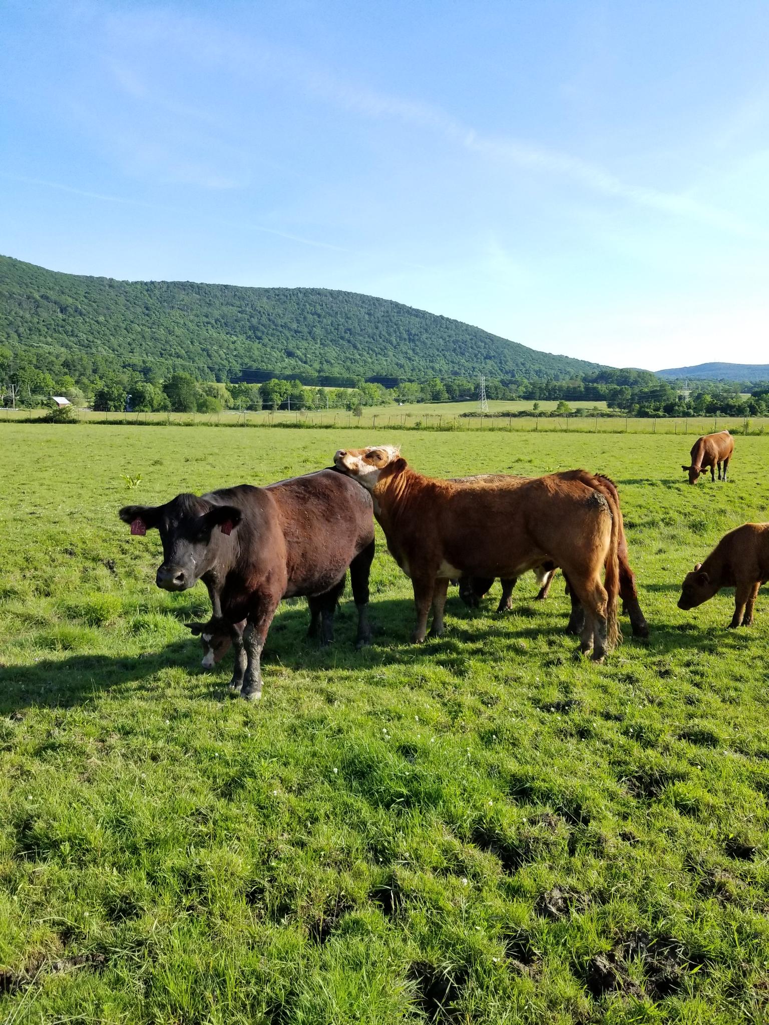 Several cows graze in a lush green field with rolling hills in background.