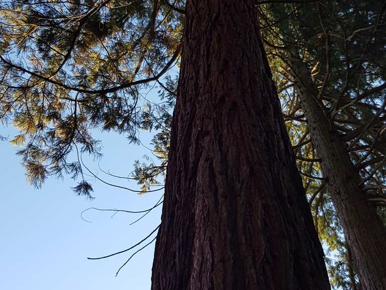 150 Samen Mammutbäume im Set 3 Vers. Sorten Je 50 Samen Wald Baum Zierpflanze ... 100X Samen Riesenmammutbaum Sequoiadendron giganteum Redwood Saatgut Mammut Baum