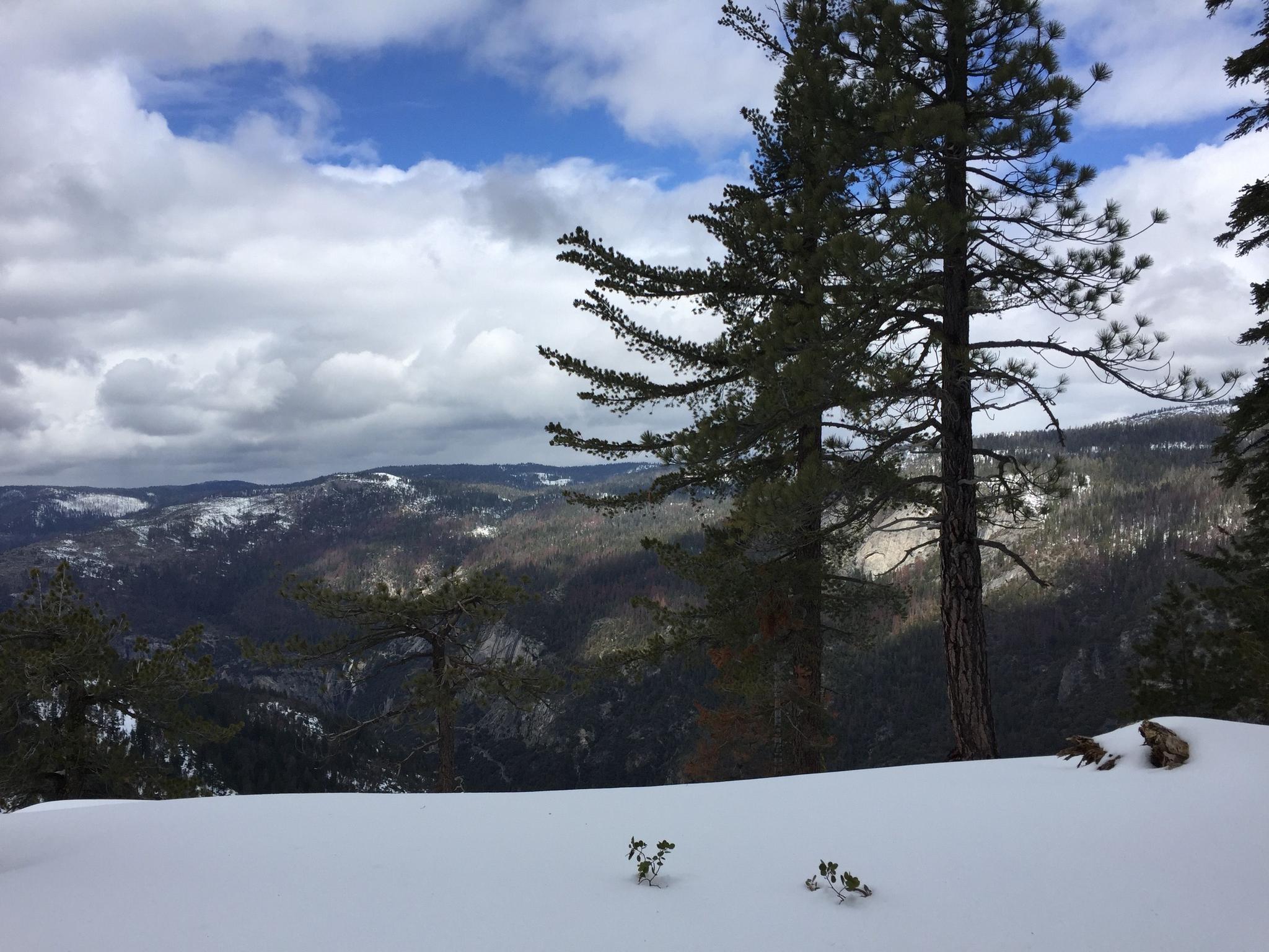 Snow-covered ground with pine trees overlooking a cloudy mountain landscape.