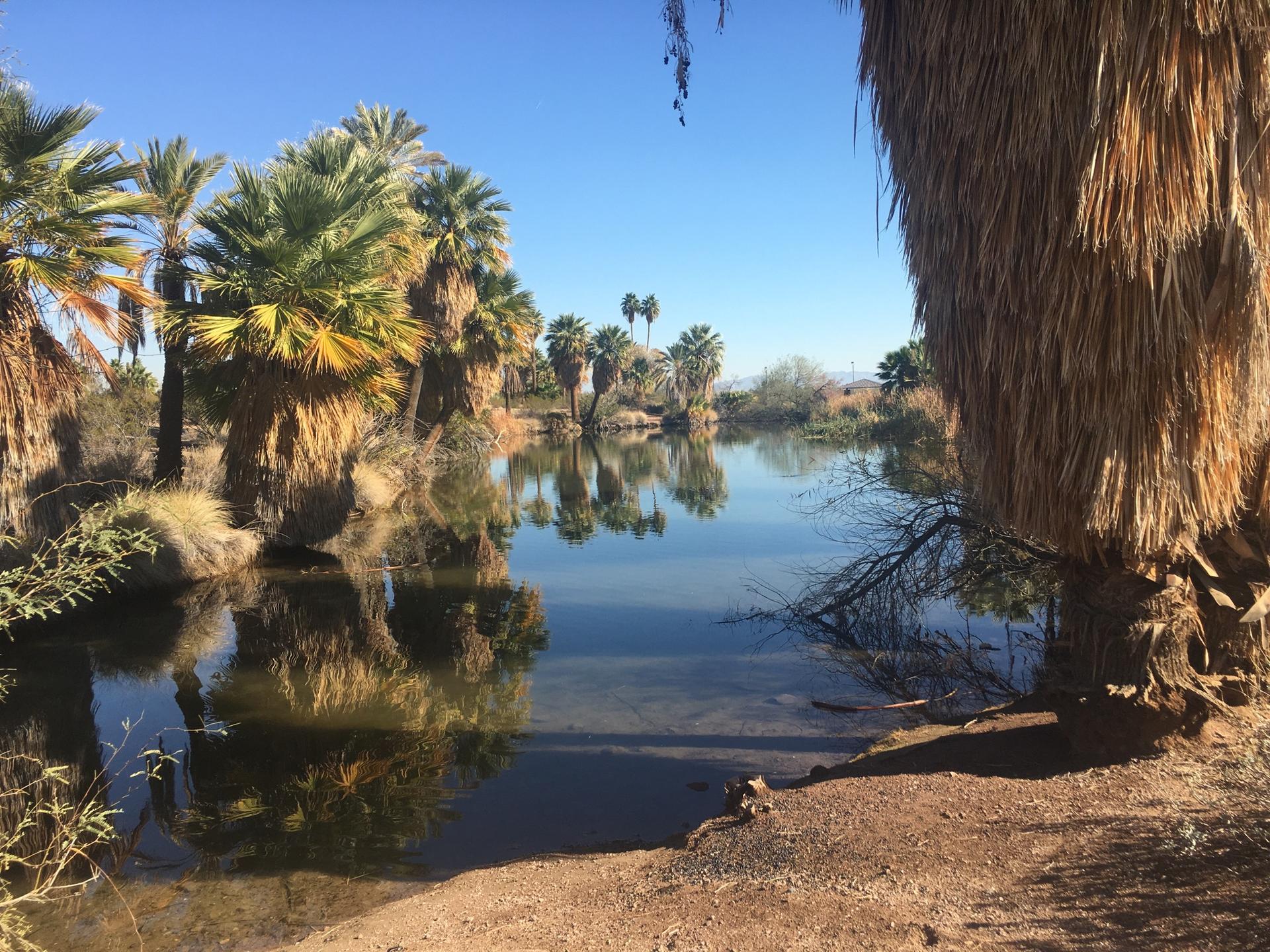 Serene pond reflecting palm trees under a bright, clear blue sky.