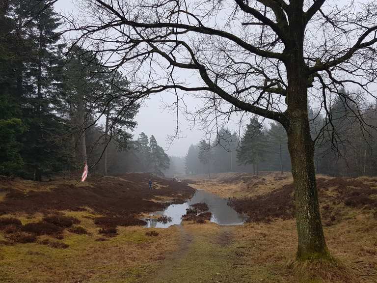 Langenberger Forst - Leck, Nordfriesland | Wanderweg | Komoot