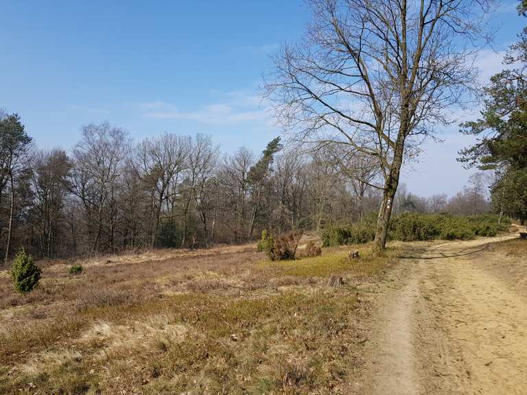 Wacholderheide Wanderungen und Rundwege komoot