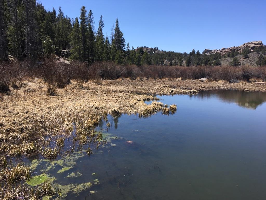 Calm water with green algae, surrounded by dry grass and pine trees.