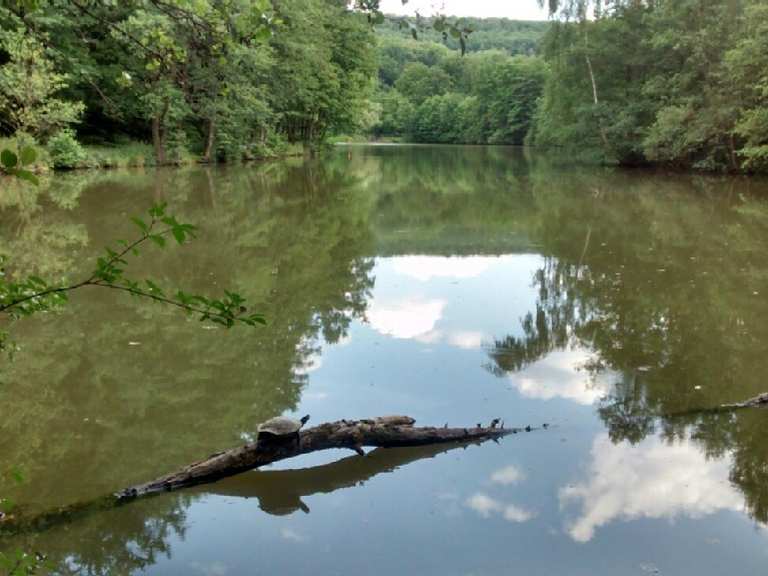 Netzbachweiher Wanderungen und Rundwege komoot