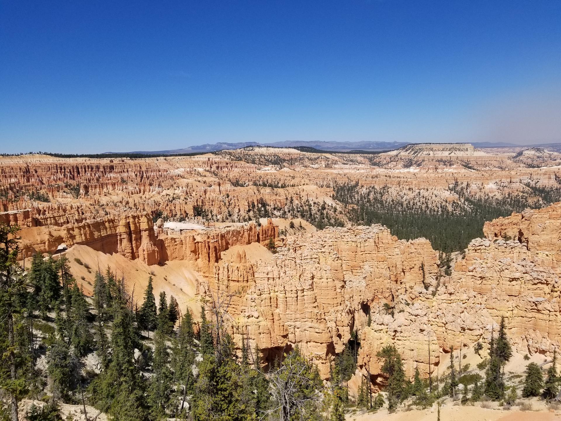 Wide vista of countless orange rock formations and green trees.