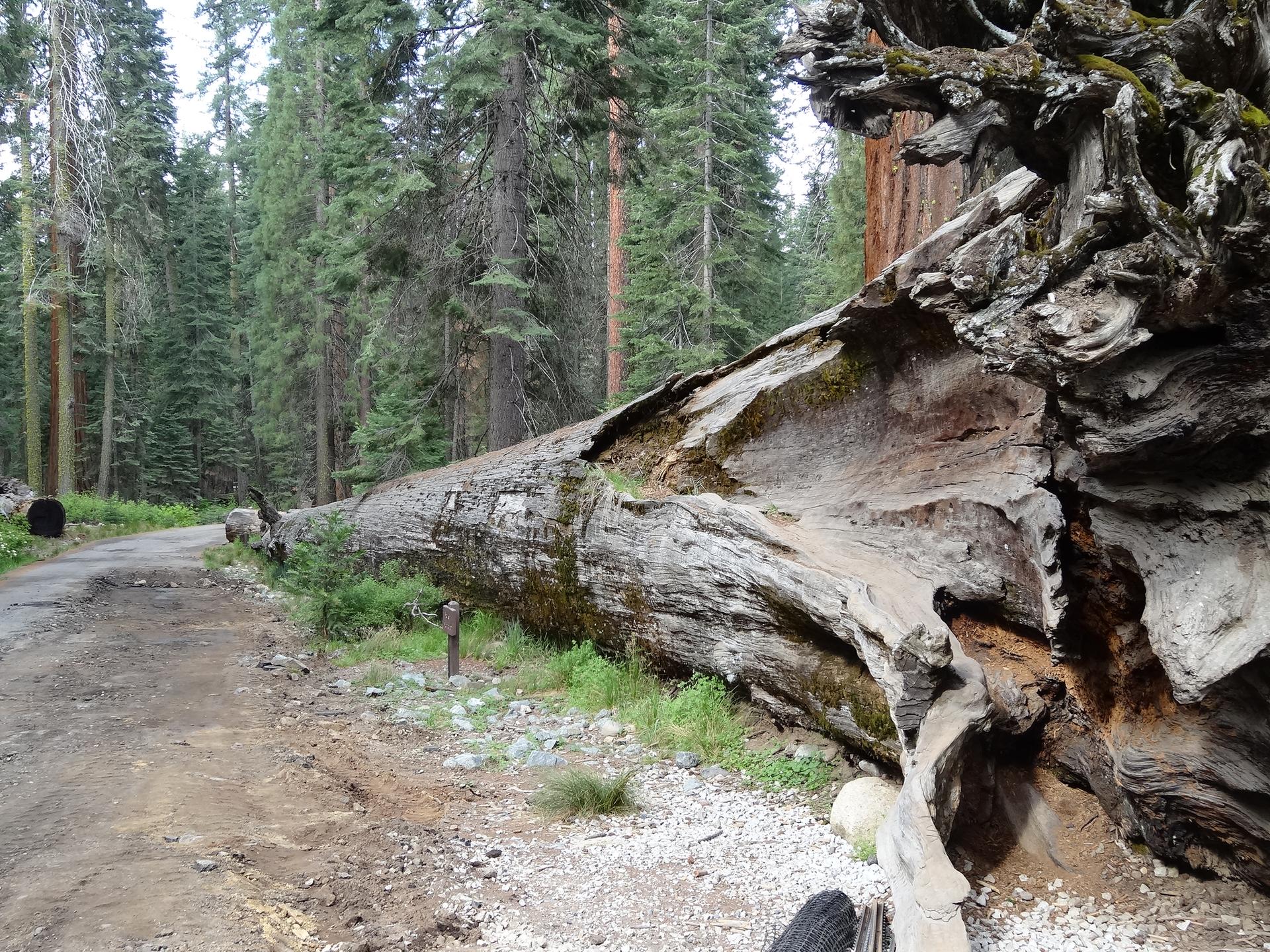 Overcast view of a giant fallen tree trunk beside a forest road.