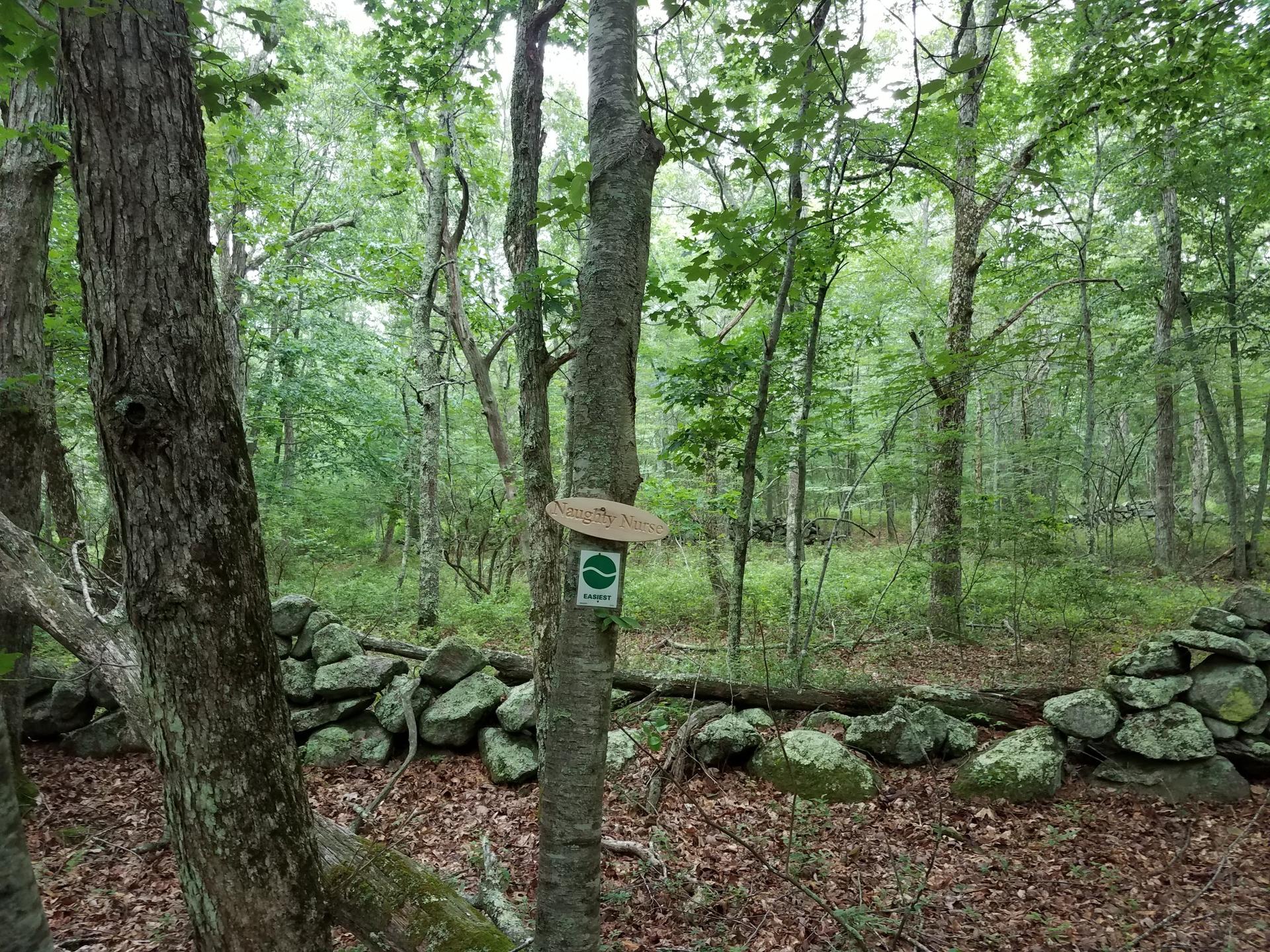 A green trail marker is attached to a tree in a lush forest with a stone wall.