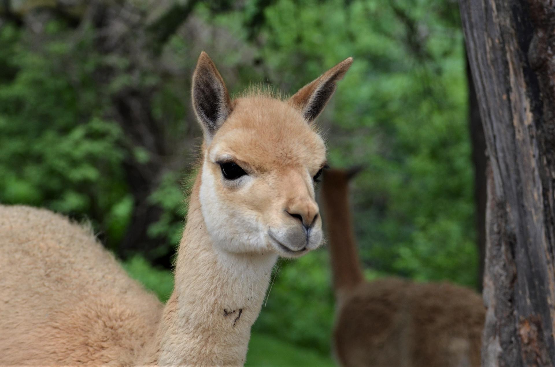 Zoologischer Garten Berlin - Wikipedia, image size:1920x1271