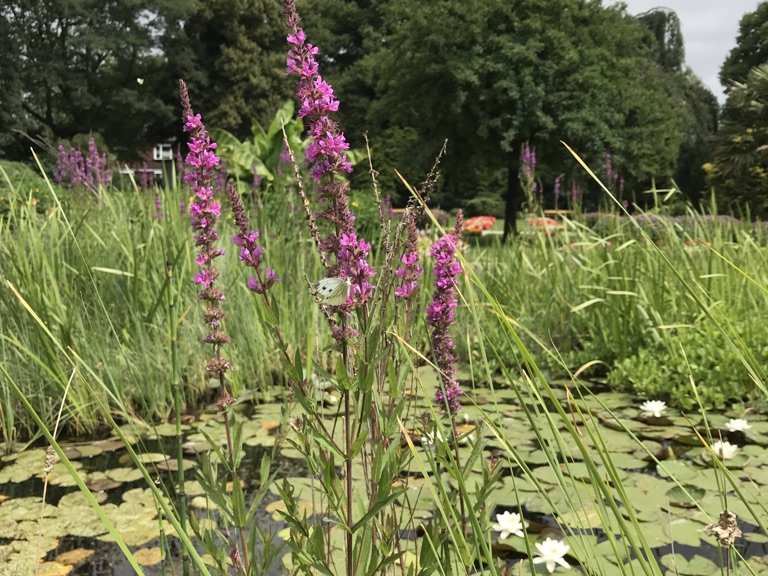 Botanischer Sondergarten Wandsbek Routes for Walking and Hiking Komoot